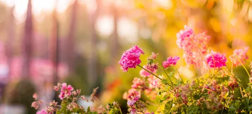 Shikoba Wellness & Healing