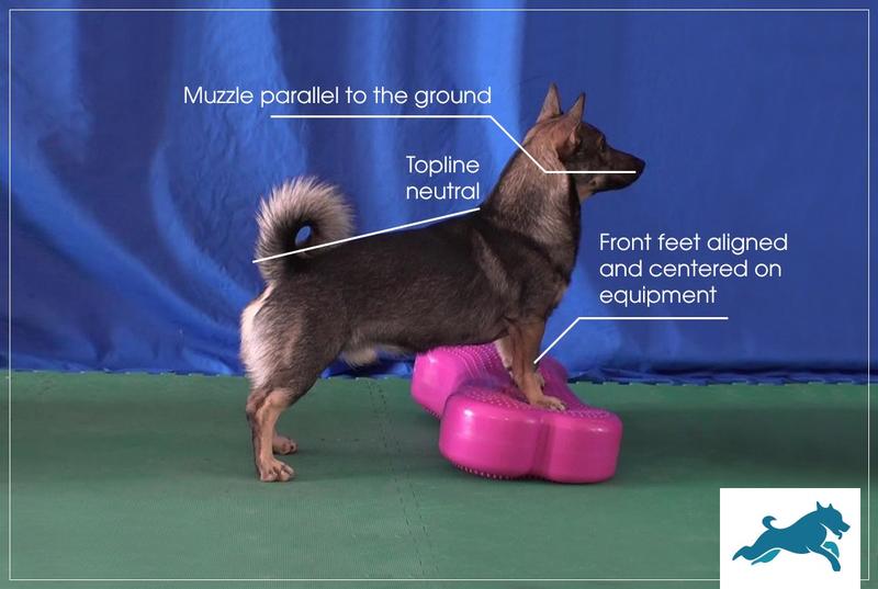 K9 Fit Club Template