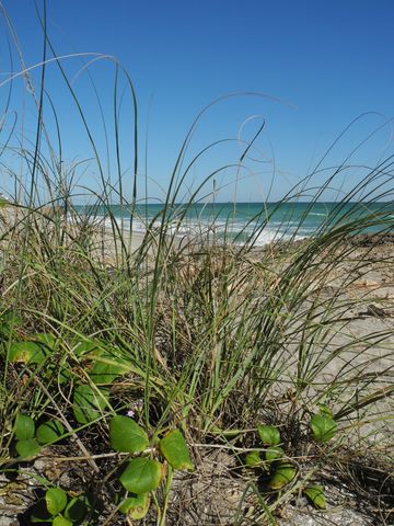 Ohana Tree Massage and Yoga