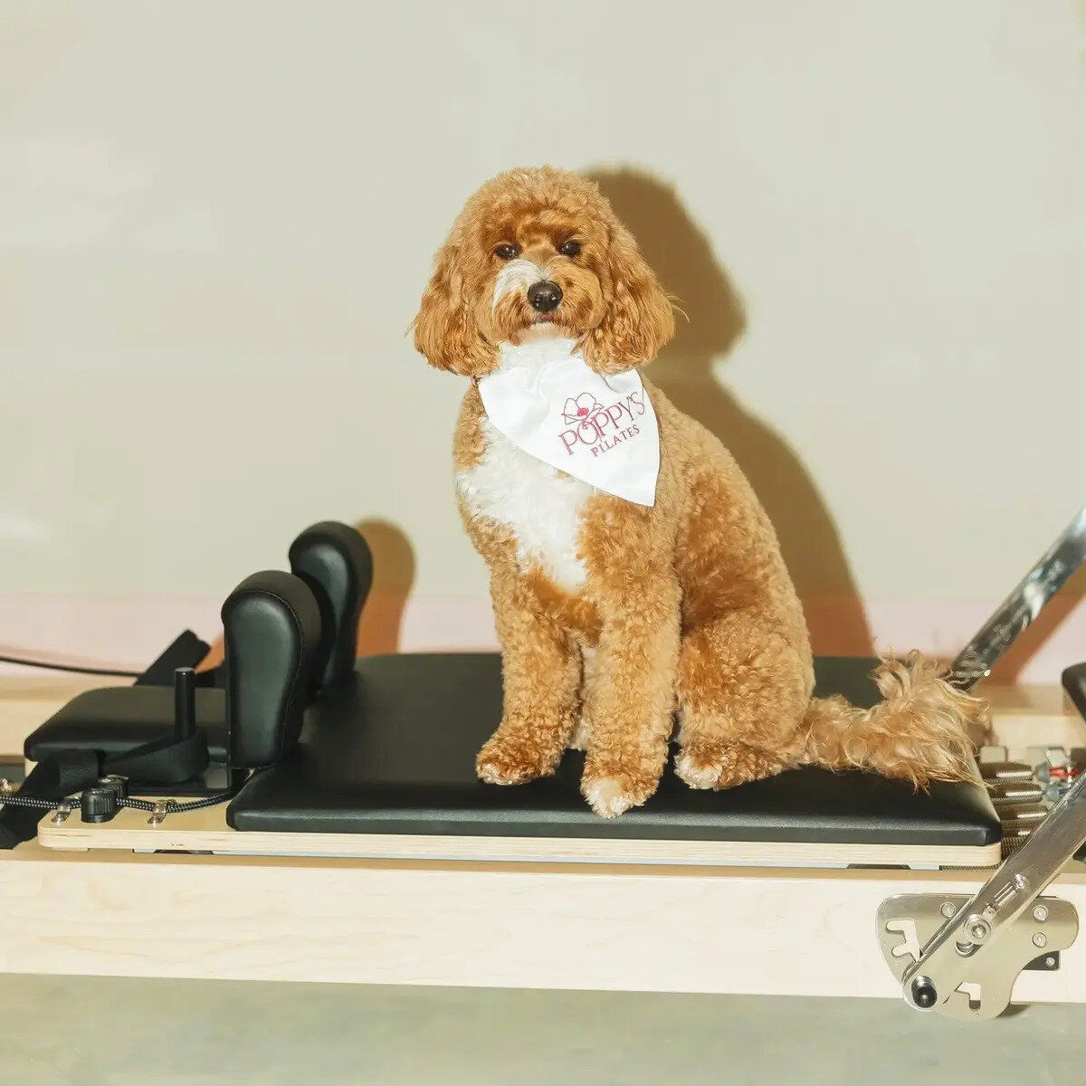 Poppy's Pilates