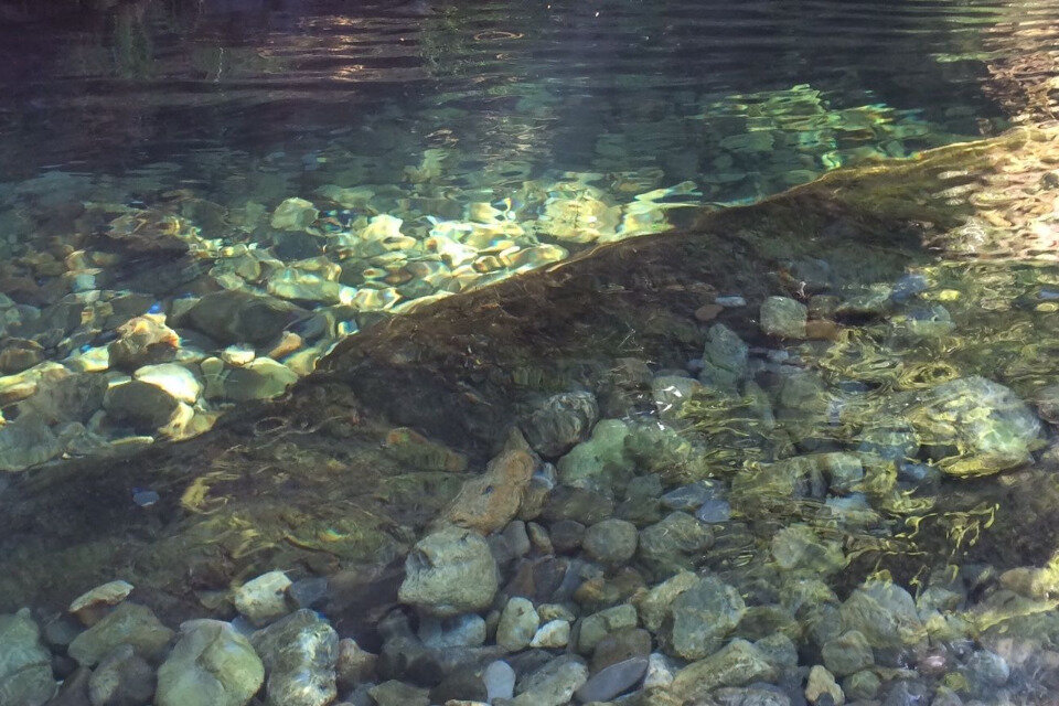 Madison Square Athletic Club