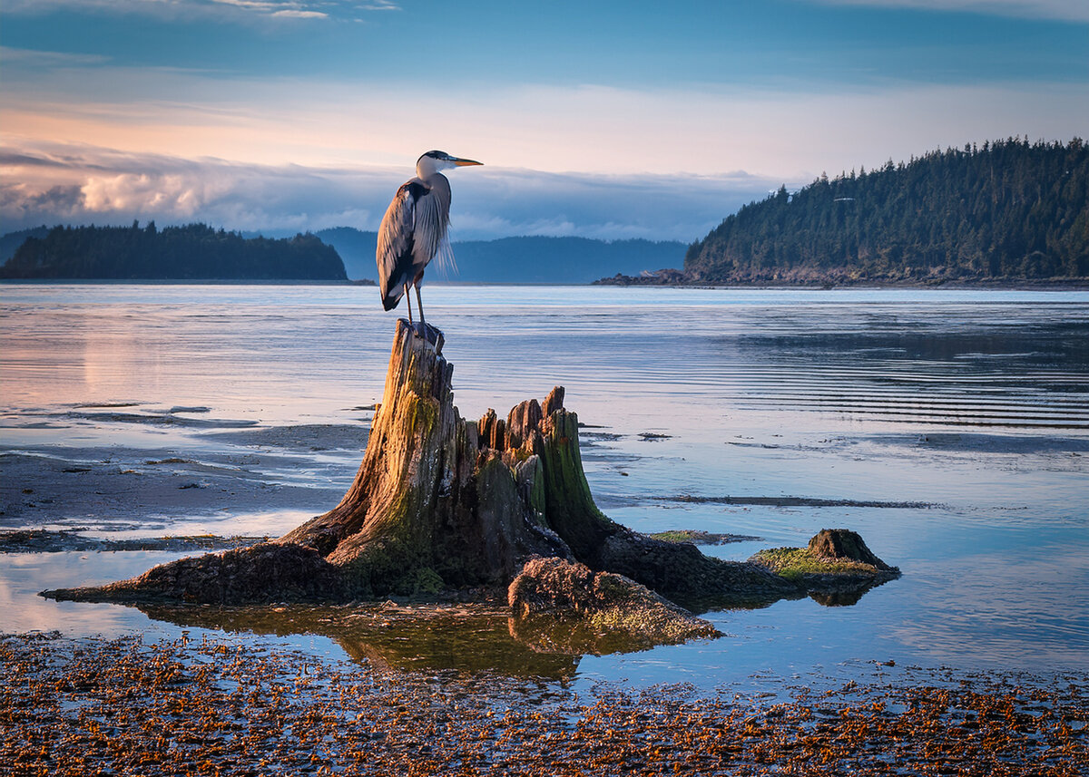 Flying Heron Yoga & Wellness