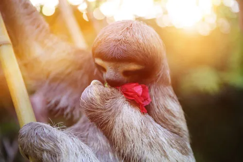 The Sacred Sloth