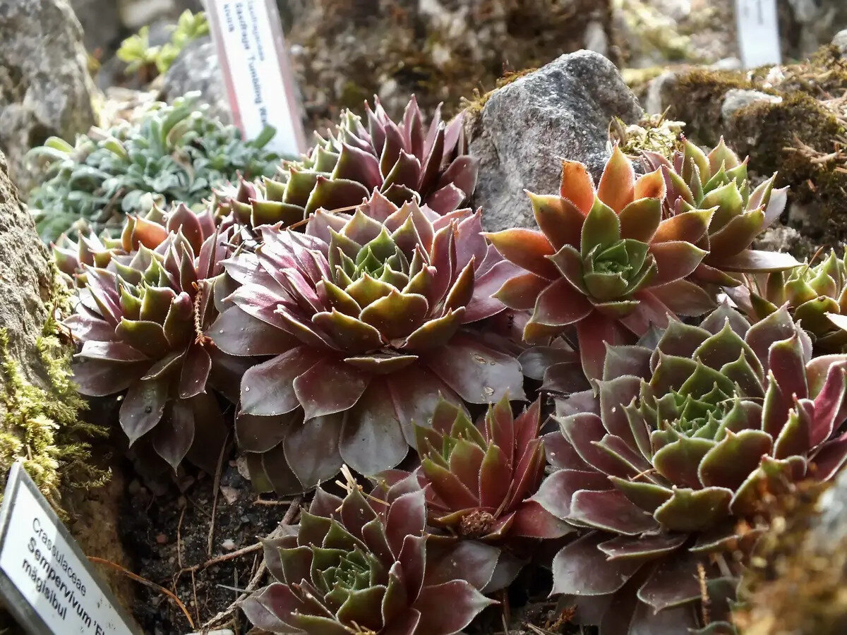 Papillon Wellness & Longevity