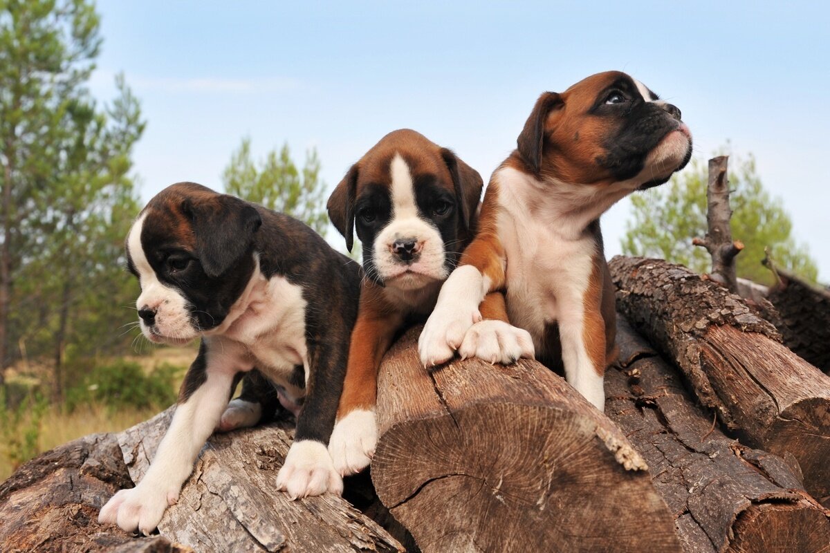 @boxerclub_og_zuerich