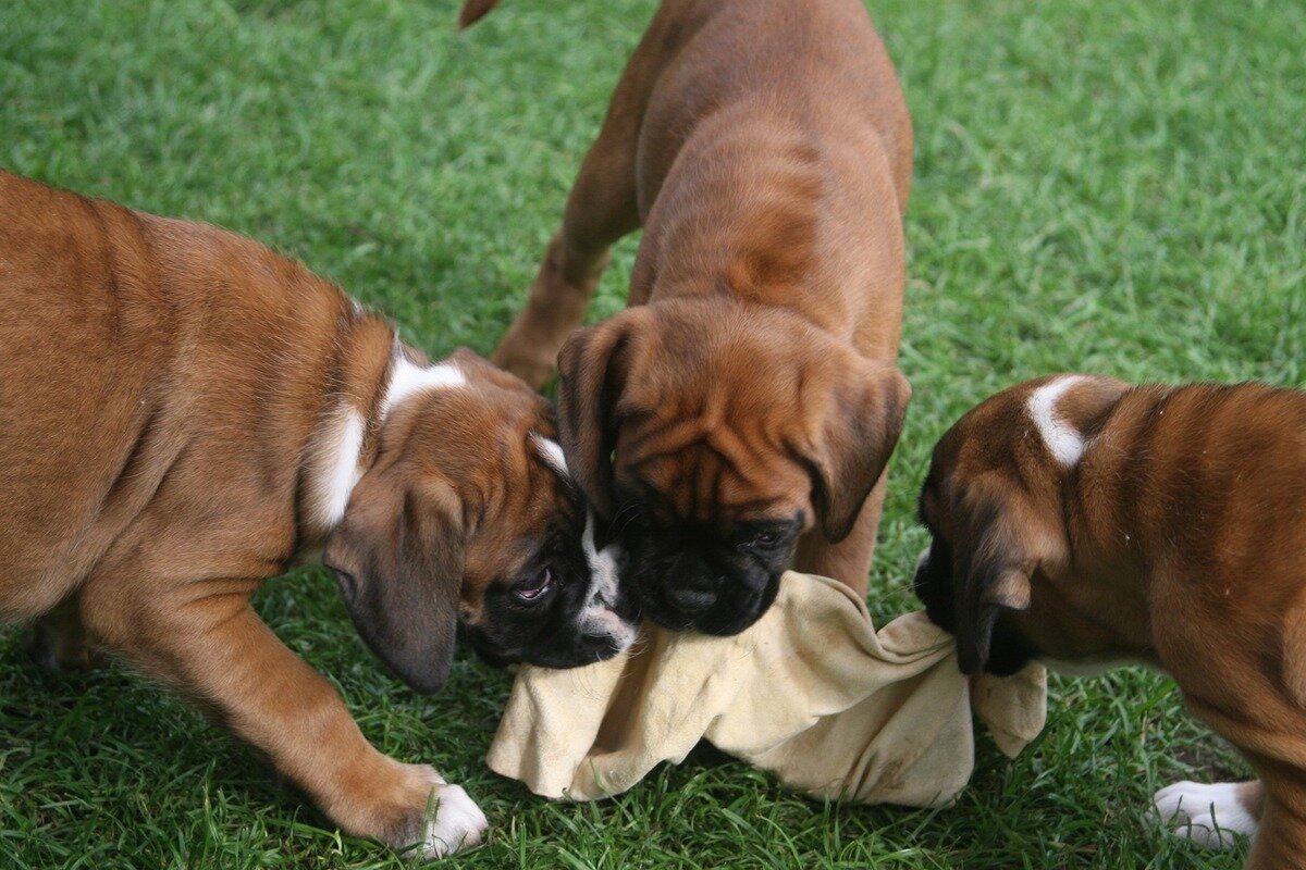 @boxerclub_og_zuerich