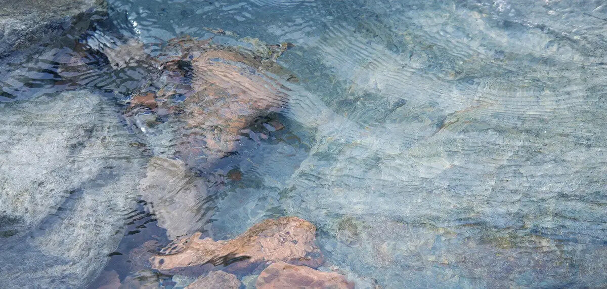 Mulberry House Edinburgh